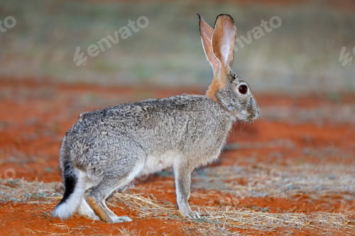 Preview: Alert scrub hare - South Africa