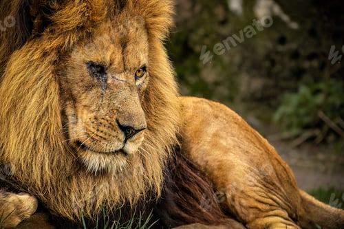Preview: Lion lounging on a lush green grassy field