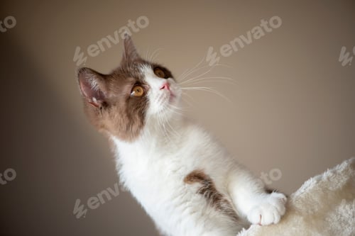 Preview: Cute british shorthair cat kitten isolated on gray background