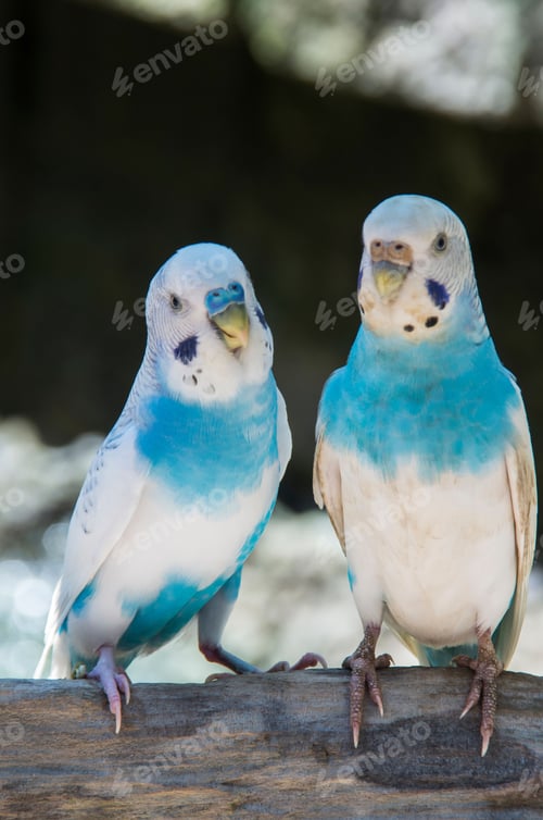 Preview: Vertical shot of two blue parakeets in a zoo
