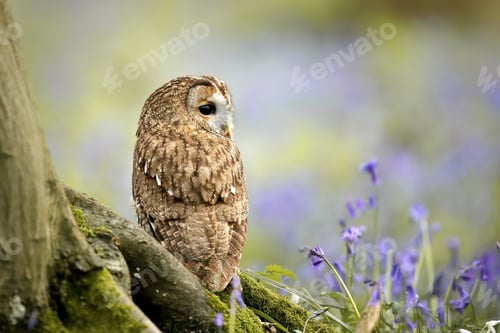 Preview: Tawny Owl Among Bluebells