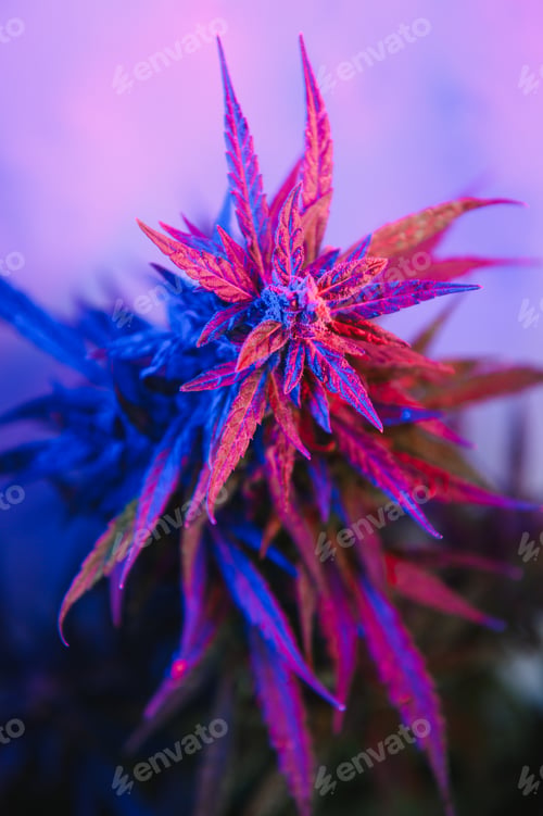 Preview: Cannabis Marijuana plant in Vaporwave deep purple neon style.