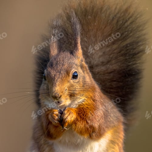Preview: Red squirrel eating headshot
