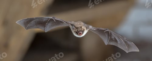 Preview: Natterers bat in flight on attic