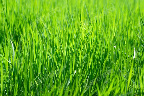 Preview: Fresh green grass close up, selective focus