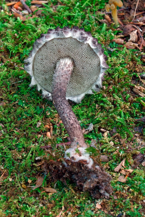 Preview: Old Man Of The Woods (Strobilomyces Strobilaceus). Another Scientific Name Is Strobilomyces