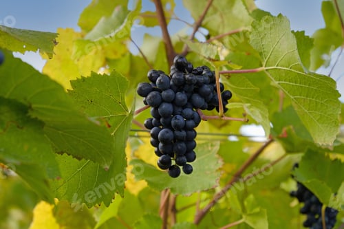 Preview: Clusters of ripe blue grapes on green and yellow autumn leaves of vineyard. Autumn grapes harvest