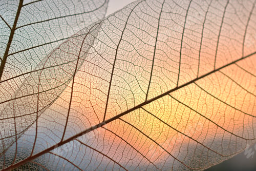 Preview: Sunset through skeletal leaves - natural abstract texture background in warm orange yellow tones