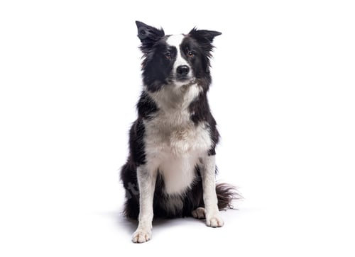Preview: Border collie dog sitting on white background