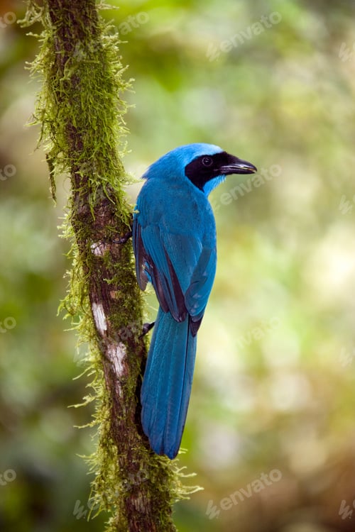Preview: Turquoise Jay - Mindo Cloud Forest - Ecuador