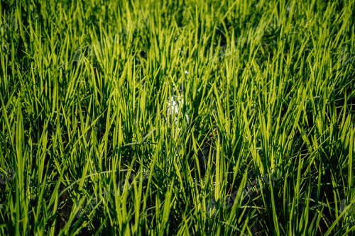 Preview: Rice fields in the morning in Asia, agriculture, sustainability