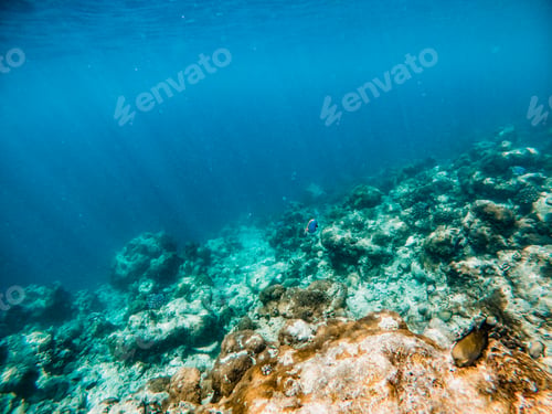 Preview: corals and tropical fish underwater sea life