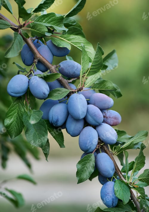Preview: Ripe plums on the tree