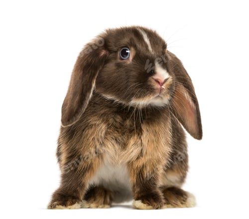 Preview: Mini lop rabbit standing, isolated on white