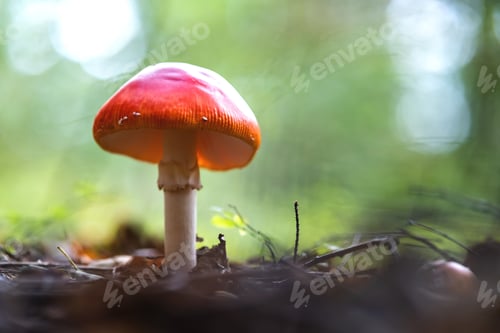 Preview: Red fly agaric poisonous mushroom growing in autumn forest