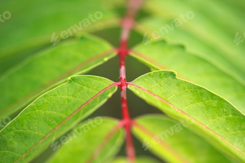 Preview: Ailanthus altissima leaves, Summer abstract background.