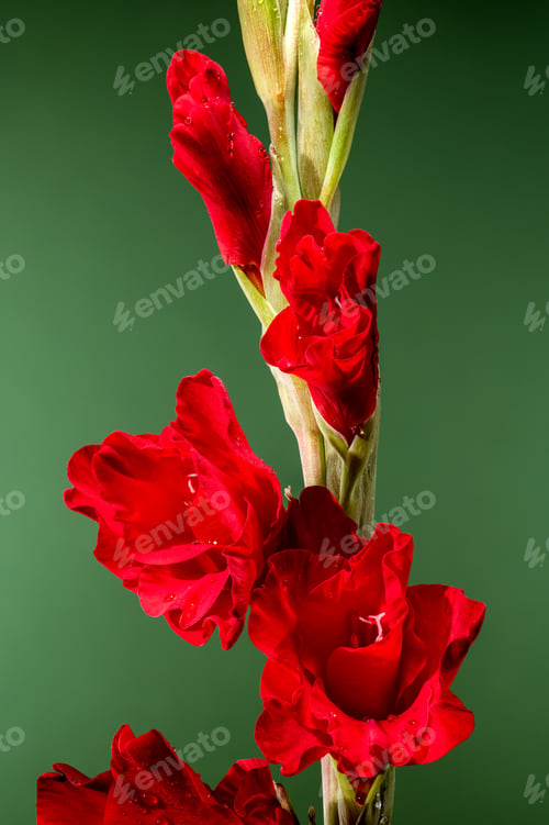 Preview: Blooming red gladiolus Oscar on a green background