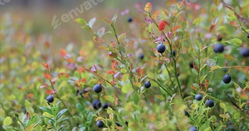 Preview: Wild Bilberries (Vaccinium myrtillus) in the forest.