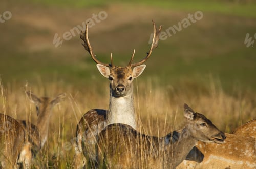 Preview: Fallow deers (Dama dama) in the meadow