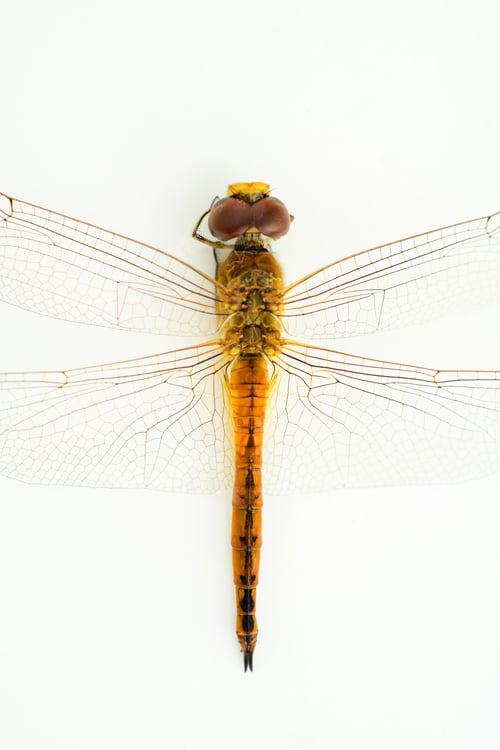 Preview: Isolated Dragonfly in a white background, close-up macro shot, view from above.