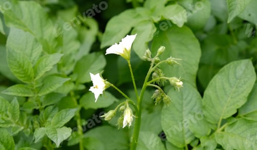 Preview: White blooming potato flower in plant.