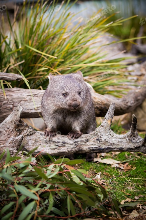 Preview: Vertical shot of a Wombat in the wilderness of Tasmania, leaning on a branch