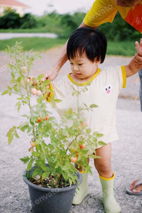 Preview: Tomato picking