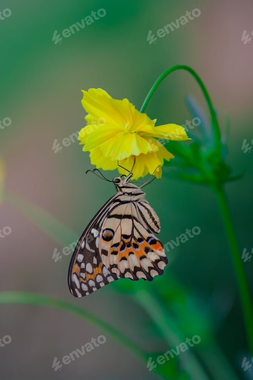 Preview: butterfly on the yellow flower