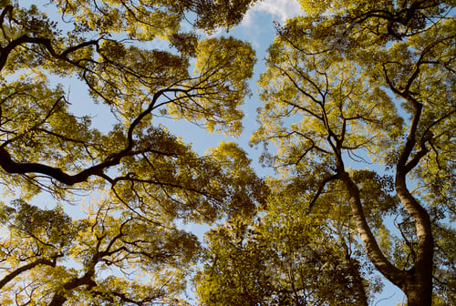 Preview: Overhead view of a lush green tree canopy against a bright blue sky.
