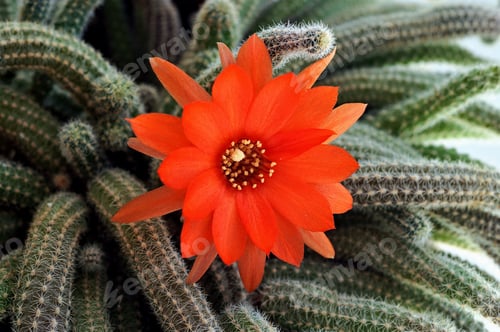 Preview: aporocactus flower on its stems