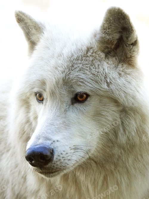 Preview: Arctic wolf (Canis lupus arctos)