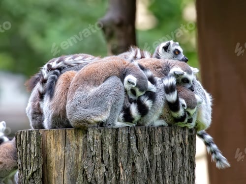 Preview: Lemurs family in the forest