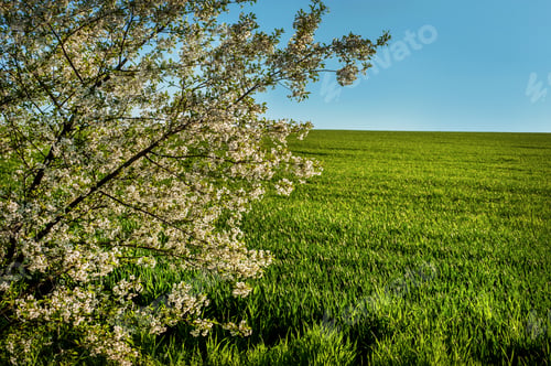 Preview: early spring landscape on a sunny day with a field of green winter wheat.