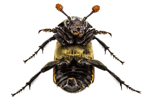 Preview: Big beetle of inverted on the back, isolated on white backgroun