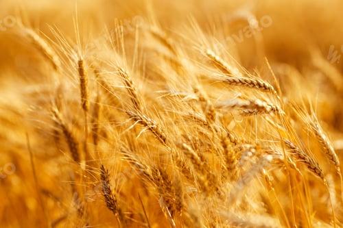 Preview: Amazing agriculture sunset landscape.Growth nature harvest. Wheat field natural product.