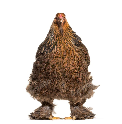 Preview: Brahma hen, standing against white background