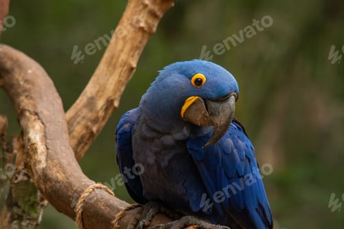 Preview: Vibrant, blue-colored parrot perched atop a tree branch, in a natural outdoor environment