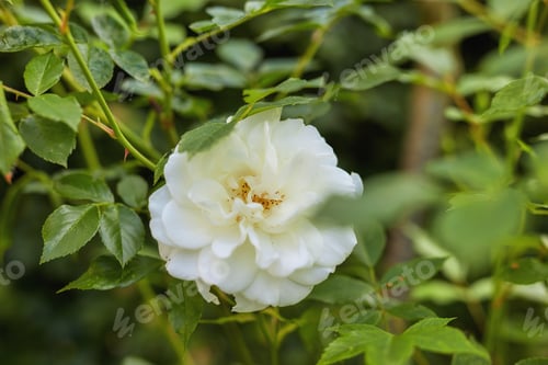 Preview: White rose in my garden. A photo of a beautiful white rose.