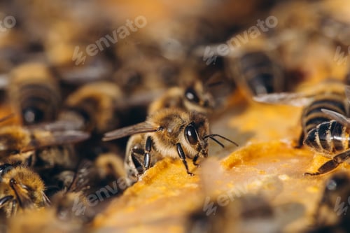 Preview: Bee colony in hive macro. Working honey bees, honeycomb, wax cells with honey and pollen.