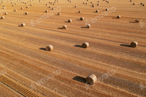 Preview: Aerial view of rolled hay bales in harvested wheat field from drone pov