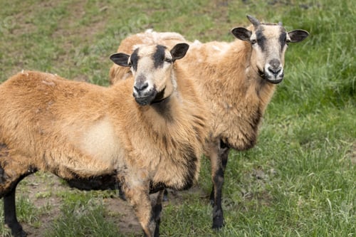 Preview: Two Icelandic sheep in a pasture.