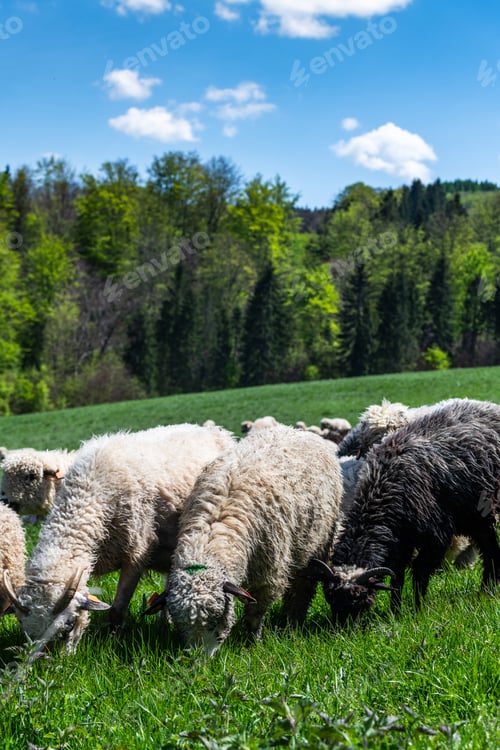 Preview: Traditional sheep pasture on meadow in Pieniny Mountains in Poland. Sheeps springtime grazing.