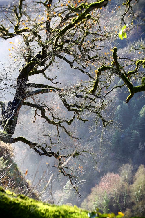 Preview: Green branches covered with moss