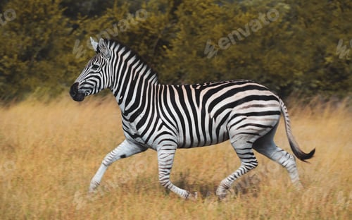 Preview: A zebra, Equus quagga, running through grass