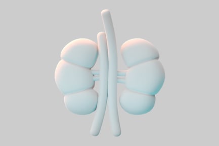 Preview: Anatomical kidneys pair