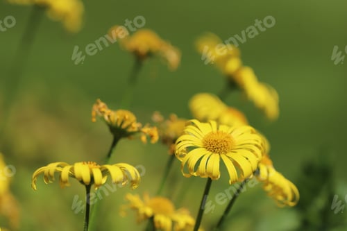 Preview: Yellow flowers on green field
