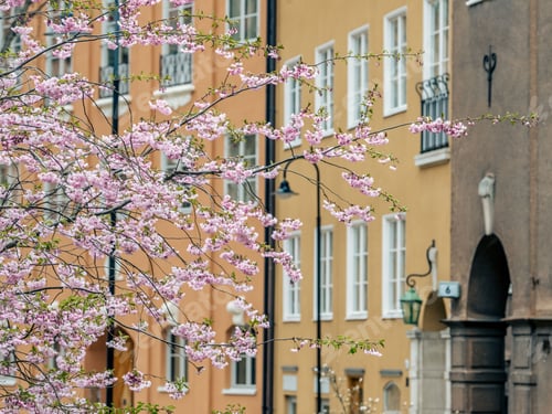 Preview: Blossoming cherry tree with pink flowers