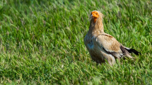 Preview: Egyptian Vulture