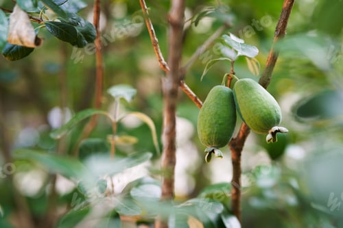 Preview: Big feijoa on green tree branches in the garden