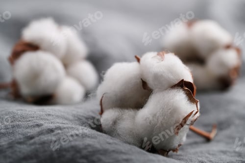 Preview: Cotton flower